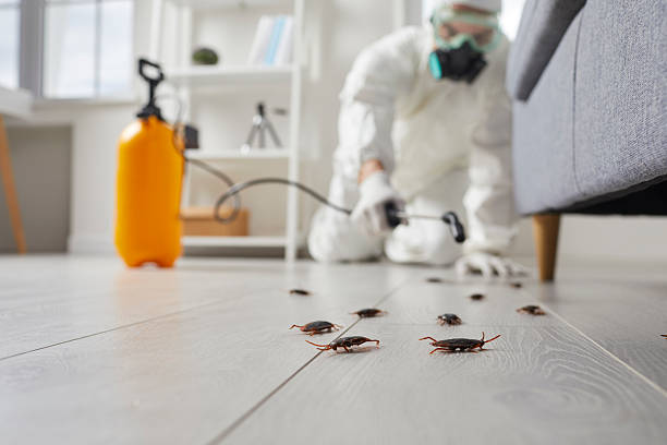 Post-Treatment Bed Bug Interceptor Monitoring in Funny River